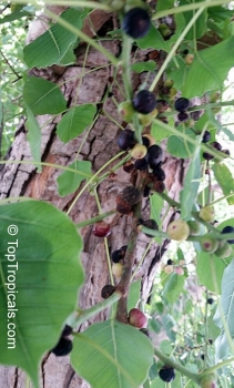 Ficus religiosa, 20-100 Samen